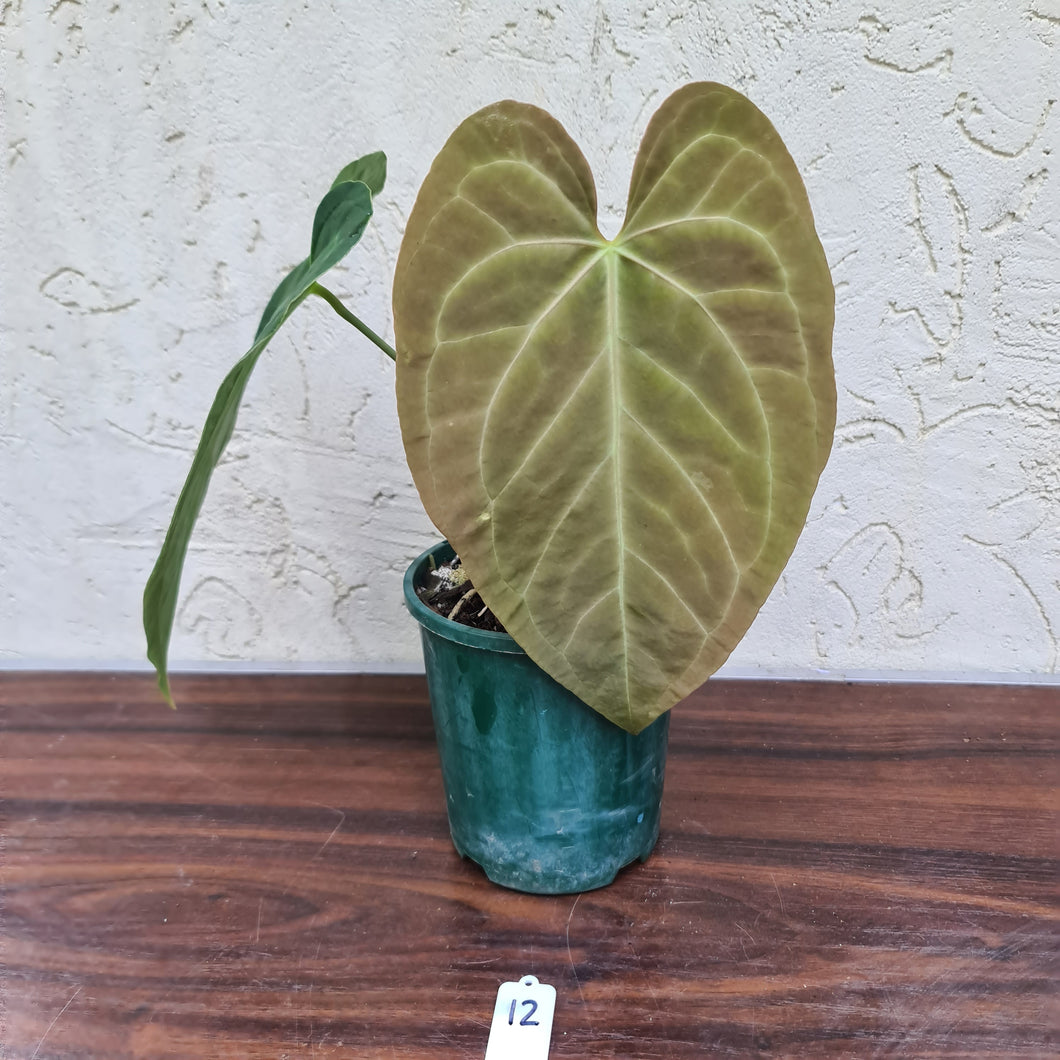 #12 Large Anthurium NOID