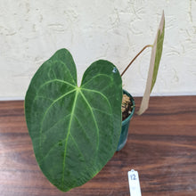 Load image into Gallery viewer, #12 Large Anthurium NOID