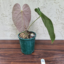 Load image into Gallery viewer, #12 Large Anthurium NOID