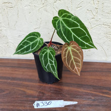Load image into Gallery viewer, #330  Anthurium Crystallinum x