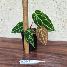Load image into Gallery viewer, #330  Anthurium Crystallinum x