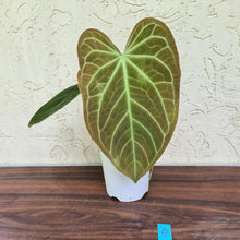 Load image into Gallery viewer, #4 Large Anthurium NOID