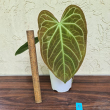 Load image into Gallery viewer, #4 Large Anthurium NOID