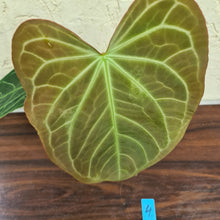 Load image into Gallery viewer, #4 Large Anthurium NOID