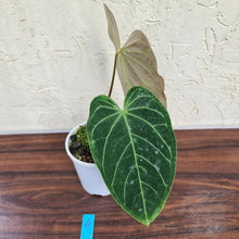 Load image into Gallery viewer, #4 Large Anthurium NOID