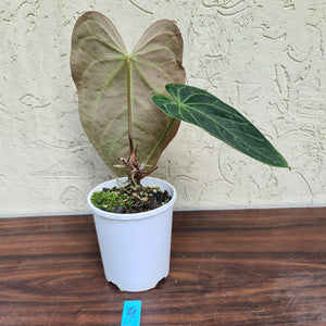 #4 Large Anthurium NOID