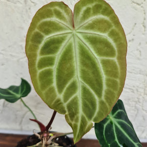 #35 Anthurium Magnificum Hybrid x