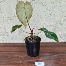 Load image into Gallery viewer, #35 Anthurium Magnificum Hybrid x