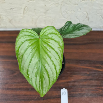 #10 Philodendron Silver Cloud - Well rooted/shot cutting