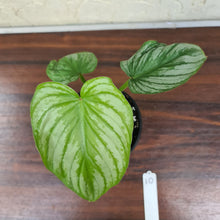 Load image into Gallery viewer, #10 Philodendron Silver Cloud - Well rooted/shot cutting