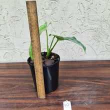 Load image into Gallery viewer, #10 Philodendron Silver Cloud - Well rooted/shot cutting