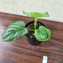 Load image into Gallery viewer, #10 Philodendron Silver Cloud - Well rooted/shot cutting