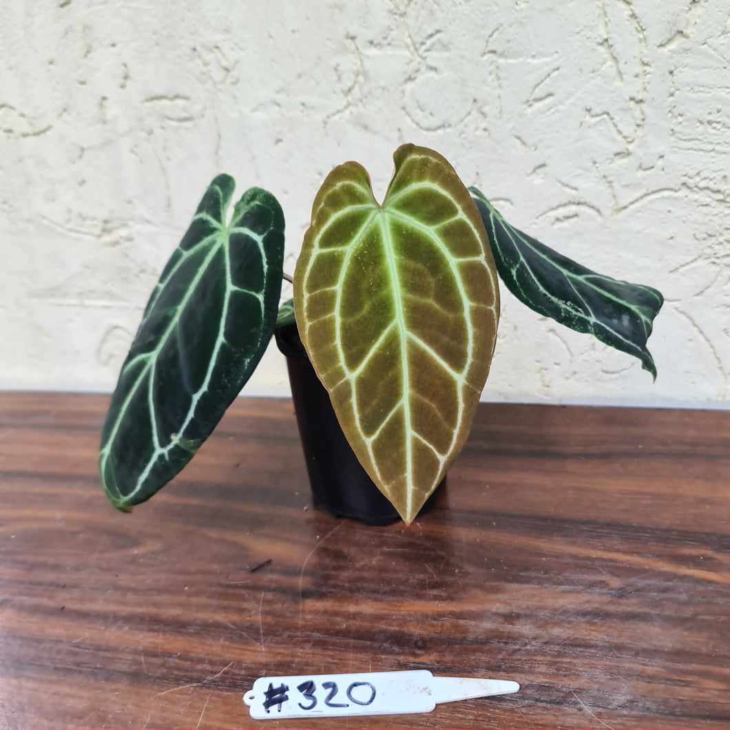 #320 Dark Anthurium Crystallinum x