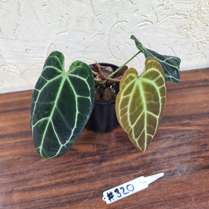 #320 Dark Anthurium Crystallinum x
