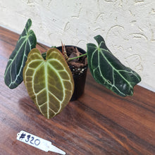 Load image into Gallery viewer, #320 Dark Anthurium Crystallinum x