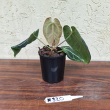 Load image into Gallery viewer, #320 Dark Anthurium Crystallinum x