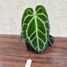 Load image into Gallery viewer, #2 Dark Anthurium Crystallinum x
