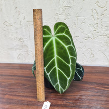 Load image into Gallery viewer, #2 Dark Anthurium Crystallinum x