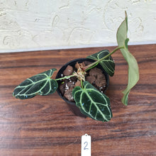 Load image into Gallery viewer, #2 Dark Anthurium Crystallinum x