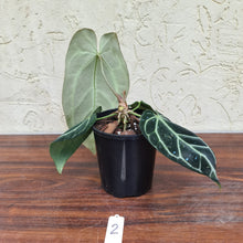Load image into Gallery viewer, #2 Dark Anthurium Crystallinum x