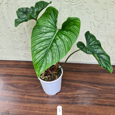 #3 Philodendron Mamei