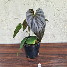 Load image into Gallery viewer, #49 Anthurium Moodeanum