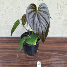 Load image into Gallery viewer, #49 Anthurium Moodeanum