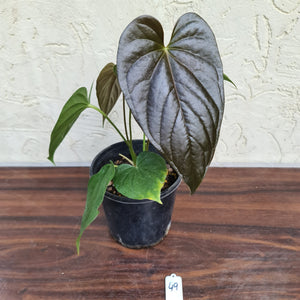 #49 Anthurium Moodeanum