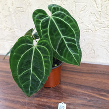 Load image into Gallery viewer, #42 Anthurium &#39;Black Sensation&#39; x Crystallinum