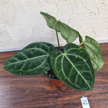 Load image into Gallery viewer, #42 Anthurium &#39;Black Sensation&#39; x Crystallinum