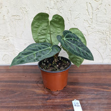 Load image into Gallery viewer, #42 Anthurium &#39;Black Sensation&#39; x Crystallinum