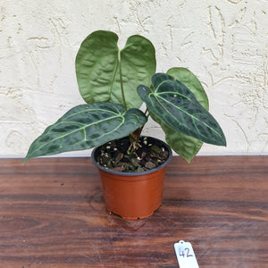 #42 Anthurium 'Black Sensation' x Crystallinum