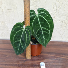 Load image into Gallery viewer, #42 Anthurium &#39;Black Sensation&#39; x Crystallinum