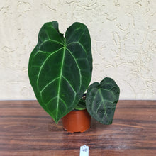 Load image into Gallery viewer, #40 Anthurium Forgetii x Crystallinum - Flowering maturity