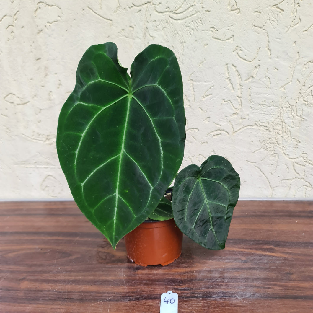 #40 Anthurium Forgetii x Crystallinum - Flowering maturity