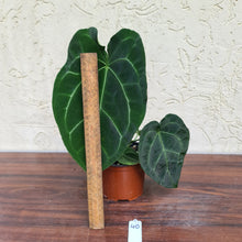 Load image into Gallery viewer, #40 Anthurium Forgetii x Crystallinum - Flowering maturity