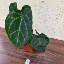 Load image into Gallery viewer, #40 Anthurium Forgetii x Crystallinum - Flowering maturity