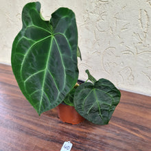 Load image into Gallery viewer, #40 Anthurium Forgetii x Crystallinum - Flowering maturity