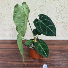 Load image into Gallery viewer, #40 Anthurium Forgetii x Crystallinum - Flowering maturity