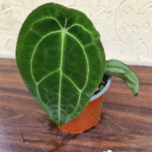 Load image into Gallery viewer, #7 Anthurium Forgetii (Pure)