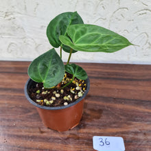 Load image into Gallery viewer, #36 Anthurium Dressleri x Forgetii