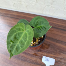 Load image into Gallery viewer, #36 Anthurium Dressleri x Forgetii