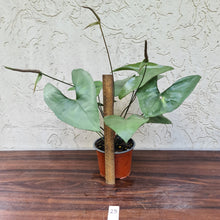 Load image into Gallery viewer, #25 Anthurium Berriozabalense