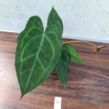 Load image into Gallery viewer, #26 Anthurium &#39;Dark Night&#39;