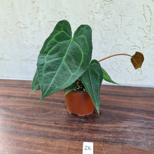 Load image into Gallery viewer, #26 Anthurium &#39;Dark Night&#39;