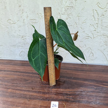 Load image into Gallery viewer, #26 Anthurium &#39;Dark Night&#39;