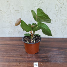Load image into Gallery viewer, #26 Anthurium &#39;Dark Night&#39;