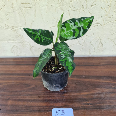 #53 Aglaonema Pictum Tricolor