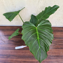 Load image into Gallery viewer, #370 Philodendron Corsinianum / &#39;Bronze Shield&#39;