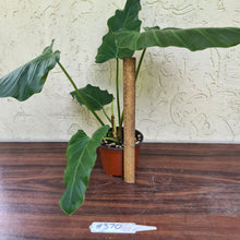 Load image into Gallery viewer, #370 Philodendron Corsinianum / &#39;Bronze Shield&#39;